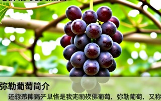 弥勒葡萄市场售价是多少每斤？