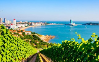 烟台红酒真的那么好喝吗？品质揭秘！