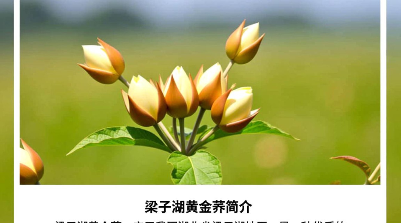 梁子湖黄金荞价格是多少？-第2张图片-鸿之腾酒家